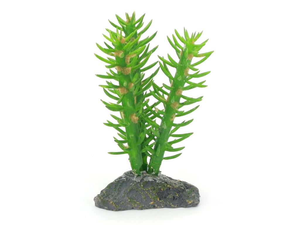 Cactus 3 fold - 14cm